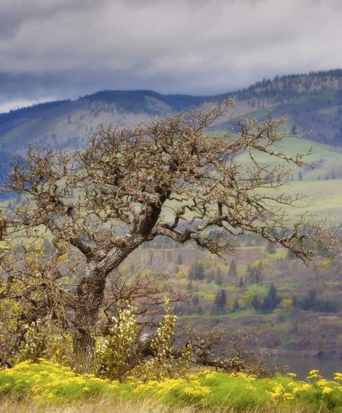 OR, Columbia Gorge, Tom McCall Preserve Oak tree